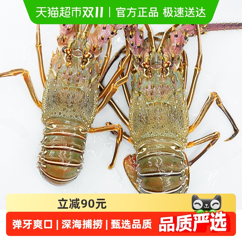 渔传播活鲜小青龙大花龙虾