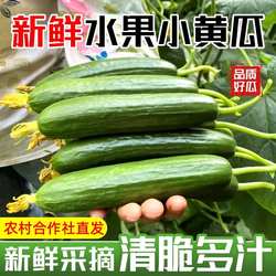 山东水果黄瓜新鲜采摘水果黄瓜寿光小黄瓜新鲜生吃