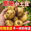 新鲜恩施小土豆现挖正宗新鲜黄心土豆当季 蔬菜整箱迷你马铃薯洋芋