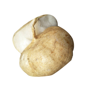 春秋牧马山地瓜种子水果地瓜番薯种籽凉薯茎叶四季春蔬菜沙葛清凉