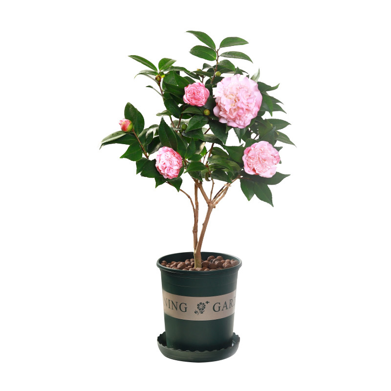山茶花树苗盆栽四季开花不断耐寒绿植物庭院室内花苗花苞浓香花卉