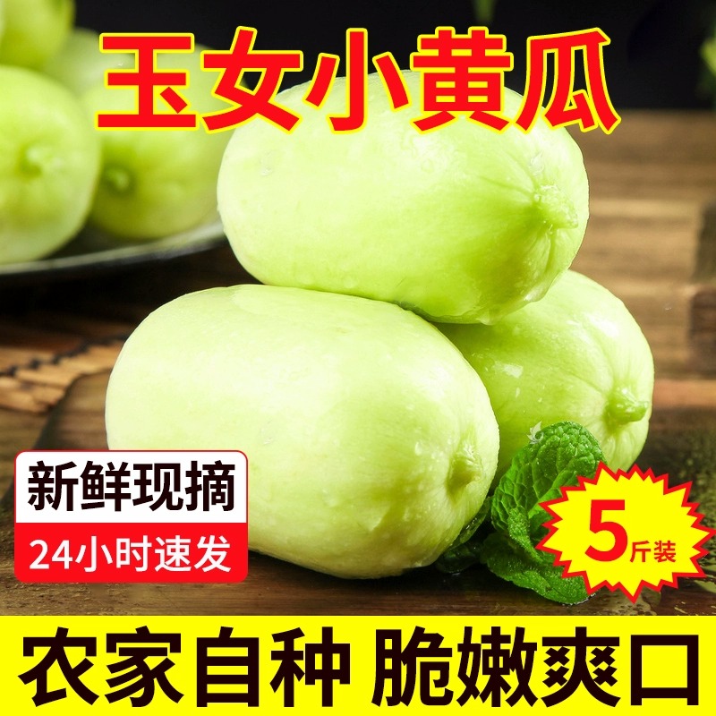 金童玉女黄瓜水果黄瓜小青瓜新鲜无糖白玉黄瓜脆瓜拇指黄瓜迷你瓜