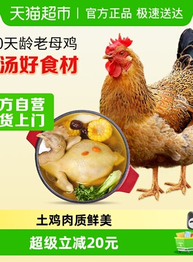 温氏老母鸡农村土鸡散养母鸡慢养500天龄走地鸡月子鸡汤 莫氏鸡煲