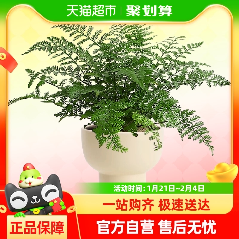 ԸާСާֲֲ칫辰ļ29.26Ԫ(88VIP 95)