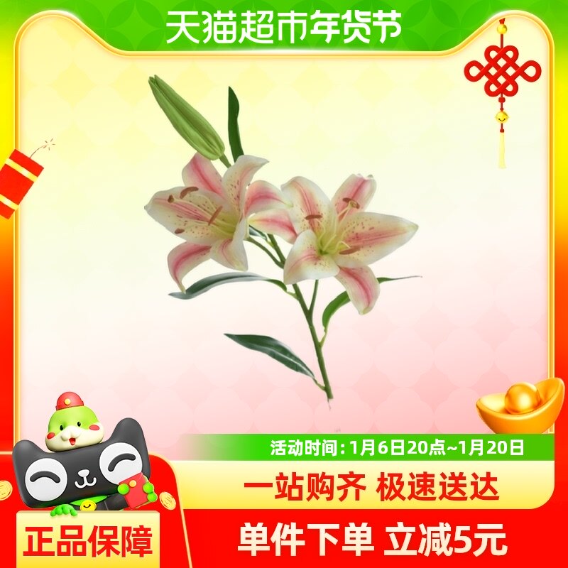 ���滨3ͷ�ָ���ˮ�ٺϼٻ�������滨�Ҿ�����װ�ΰڼ�������ֲ