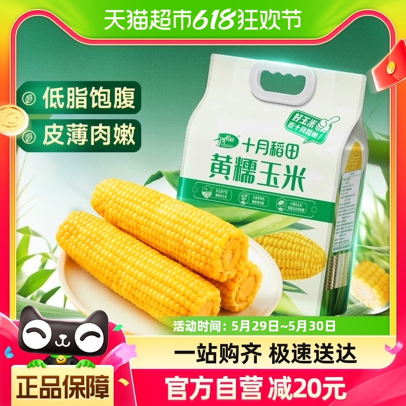十月稻田黄糯玉米1.76kg×1袋
