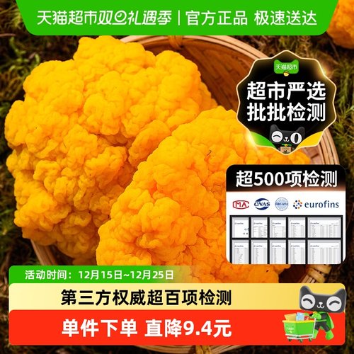 胶质浓郁云南新鲜金耳菌