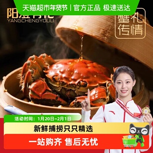 【全母活蟹】阳澄有礼大闸蟹礼盒 特大鲜活螃蟹 去绳净重足两速发