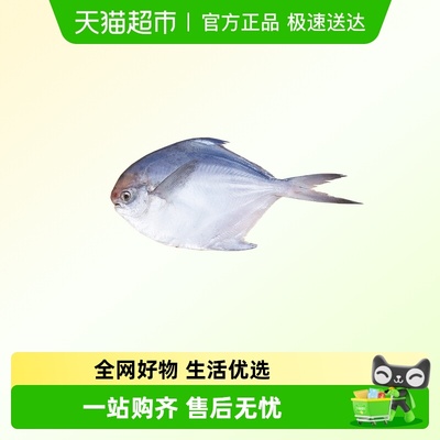 拾鲜生新鲜海捕银鯧鱼