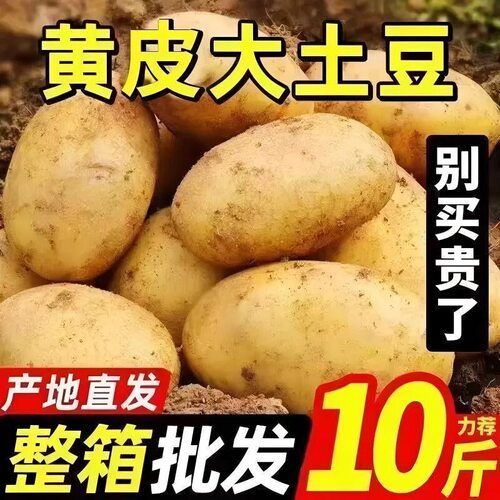 贵州特产黄心洋芋本地正宗大土豆十斤高山应季新鲜蔬菜马铃薯