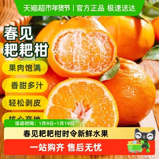 四川春见耙耙柑时令应季新鲜水果现摘柑橘四川蒲江耙耙柑现摘橘子