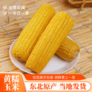 东北粘苞米代餐早餐大棒 fn玉米东北黄糯黏玉米真空铝箔独立包装