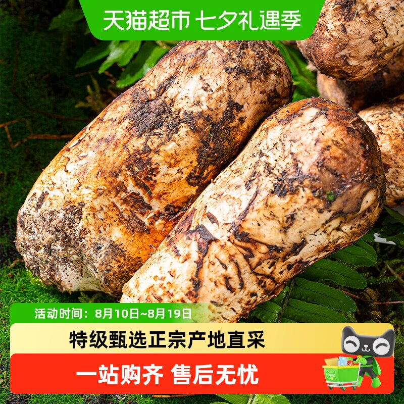 菇朵朵香格里拉特级甄选野生松茸