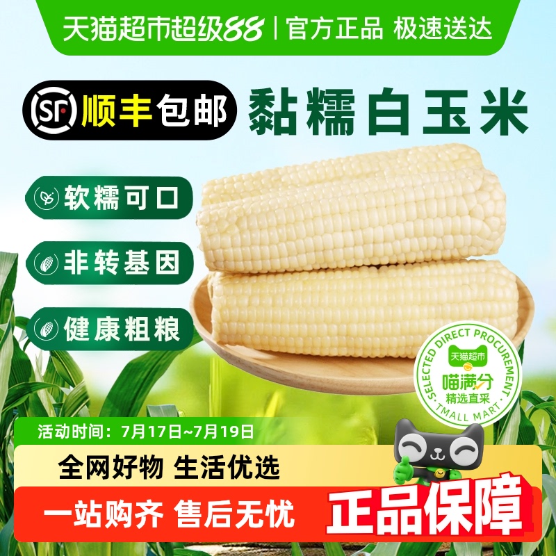 莘苒精选白糯鲜食玉米