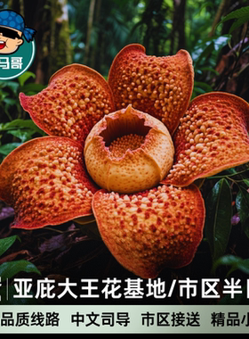 小马哥沙巴亚庇大王花基地保护区市区半日游沙巴大学红树林一日游