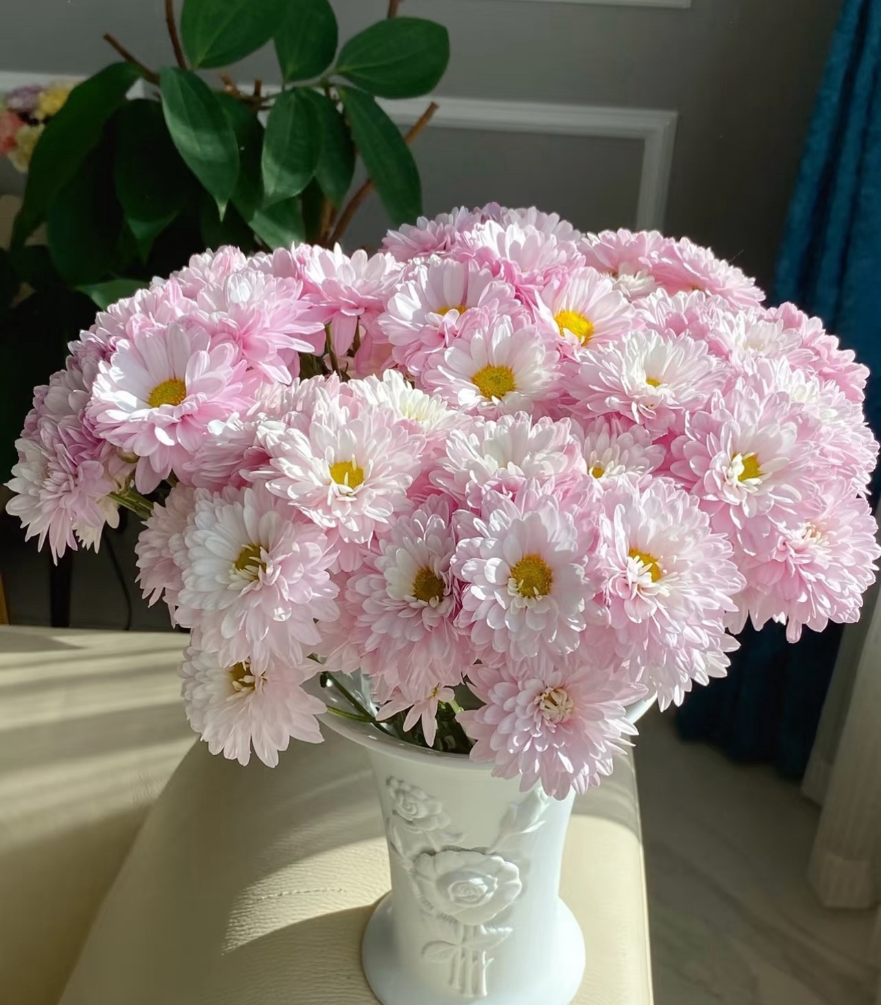 小菊.汉城粉10枝不包邮