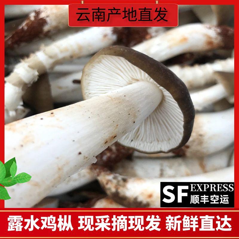 云南鸡枞菌新鲜野生鸡枞棕菌云南荔枝斗鸡菌菇非鸡枞干货鸡枞菌油