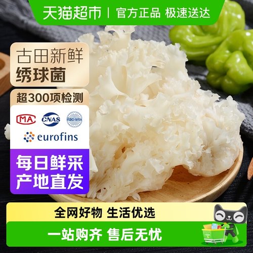 古田甄选新鲜绣球菌菇火锅煲汤