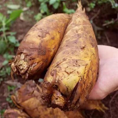 新鲜春笋现挖乐安竹笋野生黄泥笋新鲜竹笋笋尖5斤装小笋水煮冬笋