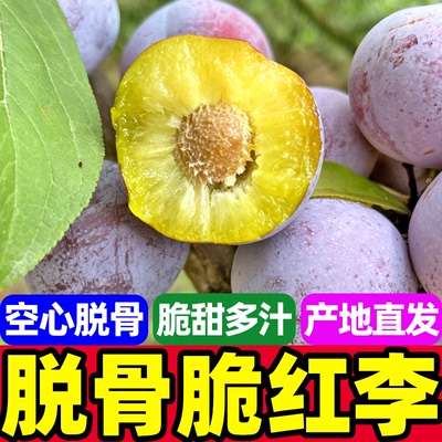 ty高山半边红脱骨李子四川茵红李青脆红李新鲜水果