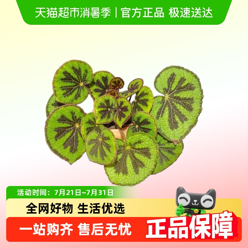 朵屿花间大叶斑点易活四季秋海棠