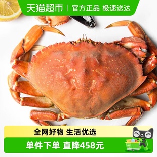渔传播加拿大珍宝蟹太子蟹单只1.6斤 1.8斤包鲜不包活