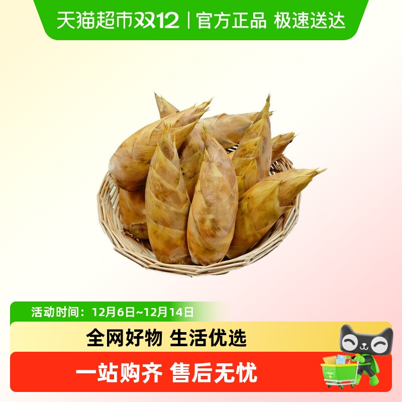 畲丰新鲜冬笋2025现挖现卖精品两头尖鲜嫩脆爽