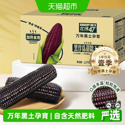北纬47°新鲜真空包装的玉米棒
