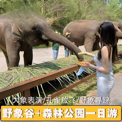 云南西双版纳野象谷+原始森林公园一日游（含导游讲解）
