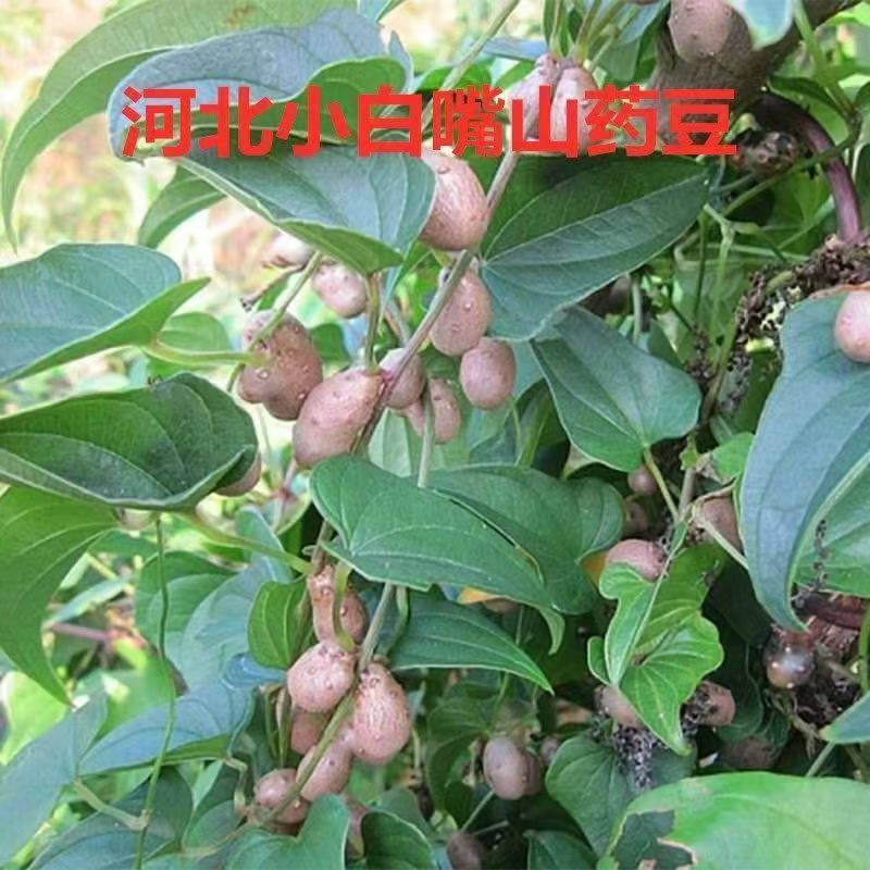 新鲜农家铁棍山药豆淮怀山药蛋3斤5斤装家用饱满香糯品质煮粥