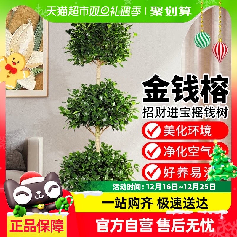 ��Ǯ�ſ��������԰칫�����辰ҡǮ��������ֲ����լ�����ļ�����