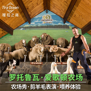 [爱歌顿农场-农场秀]罗托鲁瓦爱歌顿农场 农场秀 绵羊秀