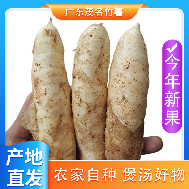 广东茂名高州竹薯无渣2025新鲜现挖竹芋带皮冬粉薯凉粉薯火锅食材