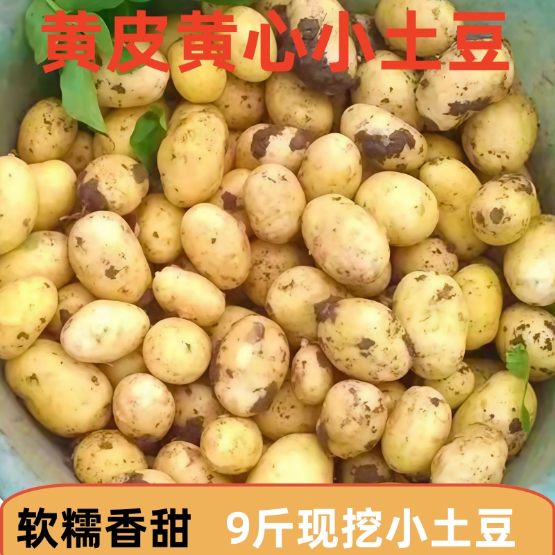 黄皮黄心小土豆应季新鲜土豆黄皮土豆农家自种洋芋马铃薯现挖土豆