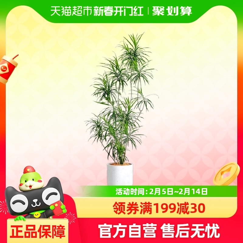 ֲڿٺϼѼľҶ콶184.49Ԫ(88VIP 95)