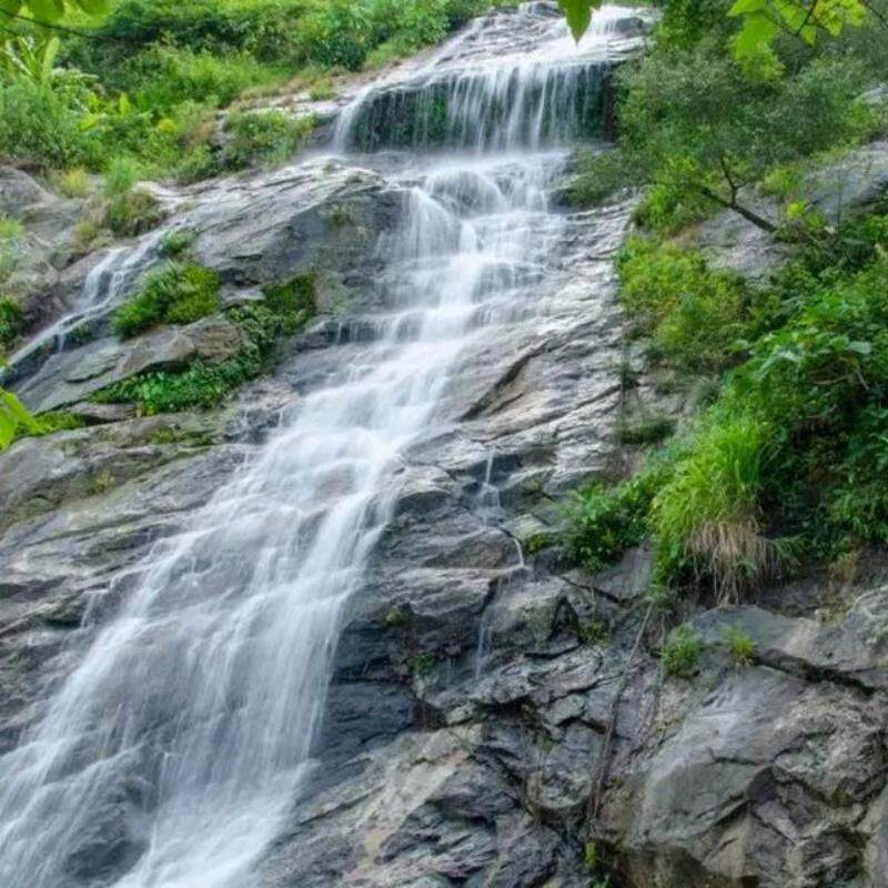 [海南百花岭热带雨林文化旅游区-大门票 往返观光车]门 车