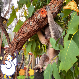 [圣地亚哥动物园-大门票]6698