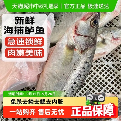 卖鱼郎先生深海七星海鲈鱼