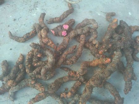 血三七，中华抱茎蓼，血伤七，血三七种苗一苗