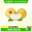 安徽砀山老树酥梨百年老树酥梨砀山梨大果新鲜水果