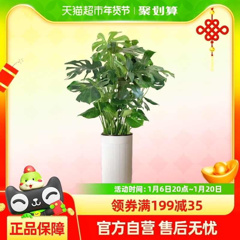 걳Ҷֲ칫ڴֲ辰ȩ473.1Ԫ5(94.62Ԫ/88VIP 95)
