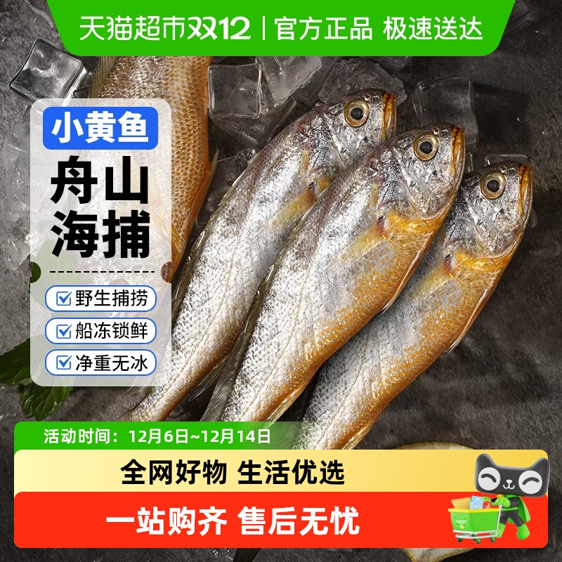 赫敏舟山海捕小黄鱼