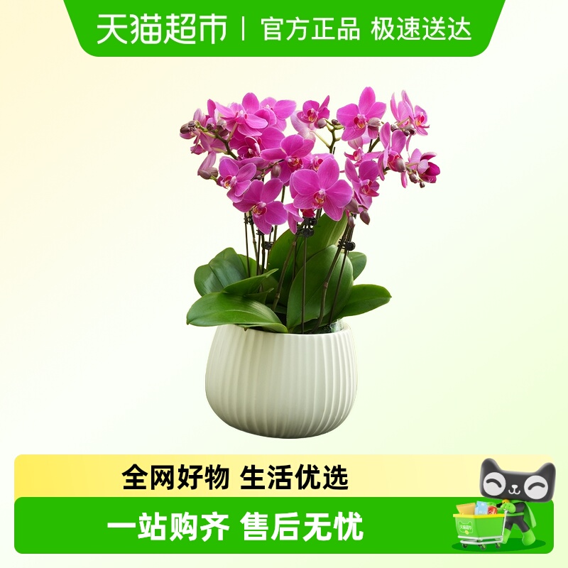 朵屿花间蝴蝶兰花苗盆栽室内花卉