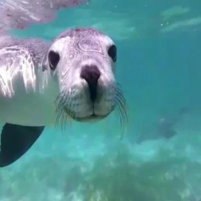 悉尼水族馆4选3 三景点联票