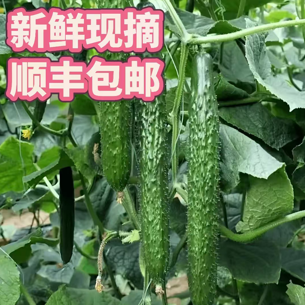 顺丰包邮黄瓜带刺黄瓜新鲜黄瓜顶花带刺新鲜现摘嘎嘣脆长黄瓜
