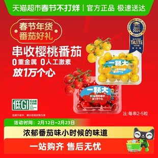 【一颗大】串收樱桃番茄小串西红柿酸甜多汁新鲜采摘