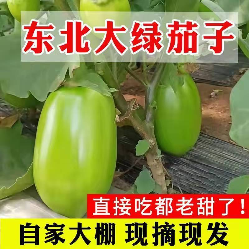 东北绿茄子农家自种鞍山茄子产地直发现摘现发当季新鲜蔬菜5斤