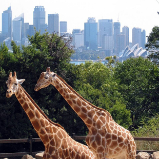 [塔龙加动物园-大门票]快速出票 悉尼塔隆加动物园门票TarongaZoo