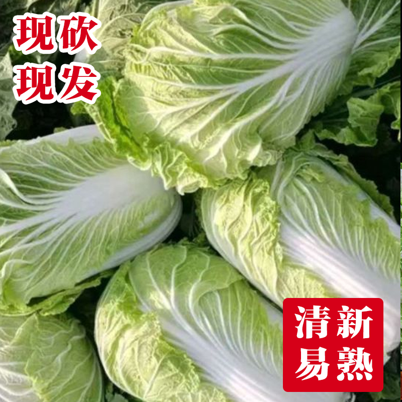冬储新鲜大白菜应季时令绿色蔬菜农家自种现摘霜打叶子菜过冬包邮