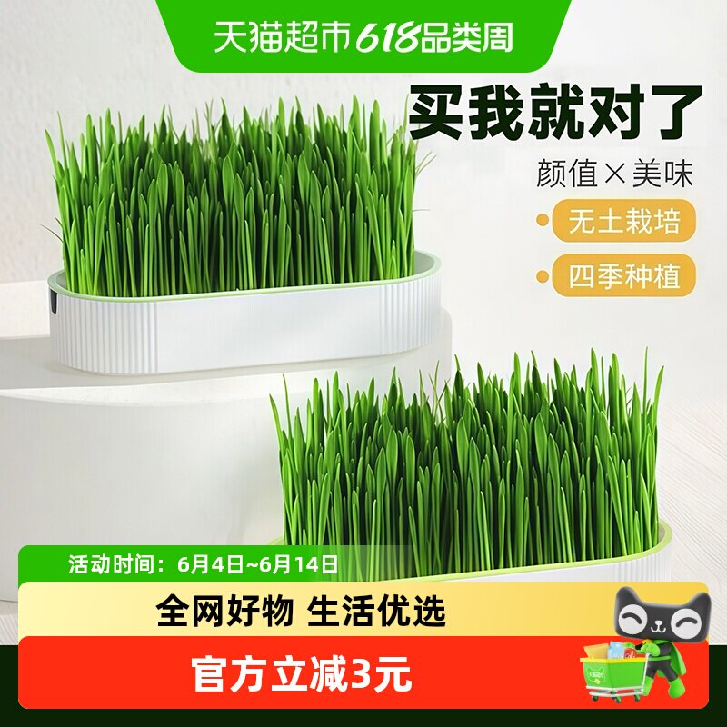 无土水培猫草盆栽种植盒懒人猫草种子育苗盘猫咪化毛促进助消化